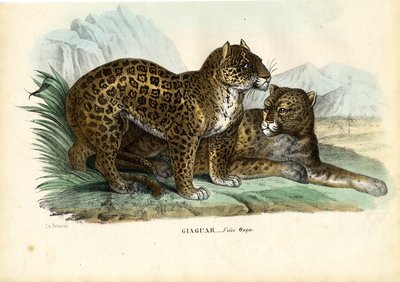 Jaguar by Raimundo Petraroja